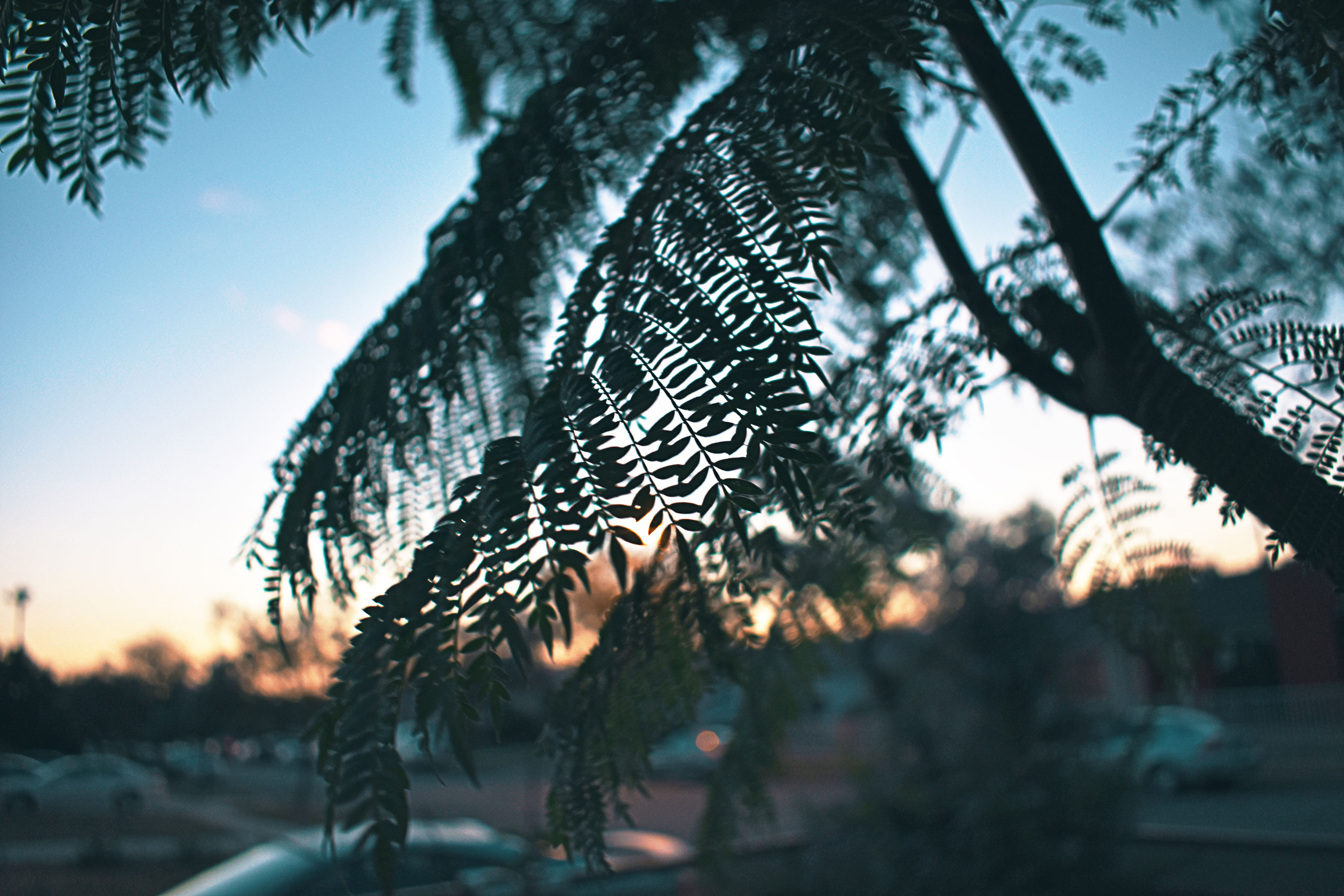 leaves