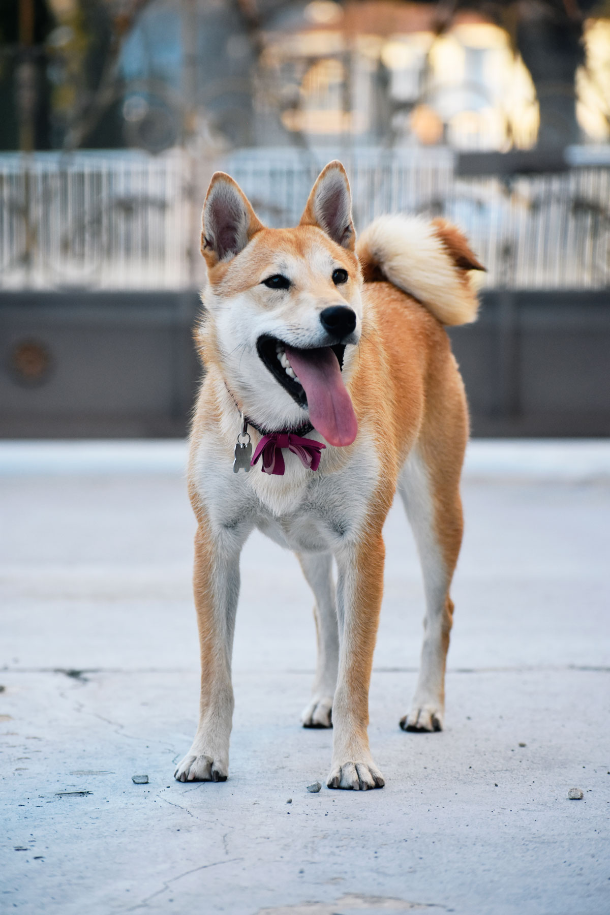 smiling Shiba Inu