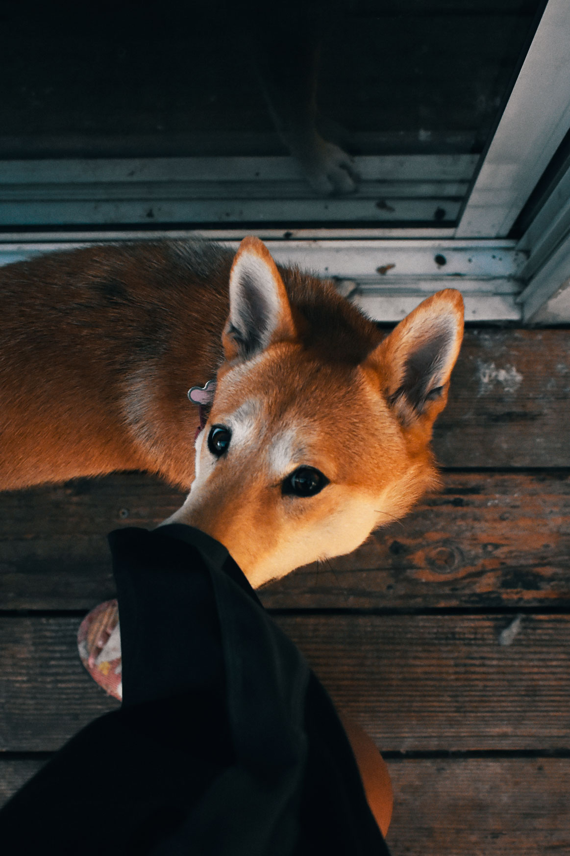 overhead photo of a Shiba Inu dog