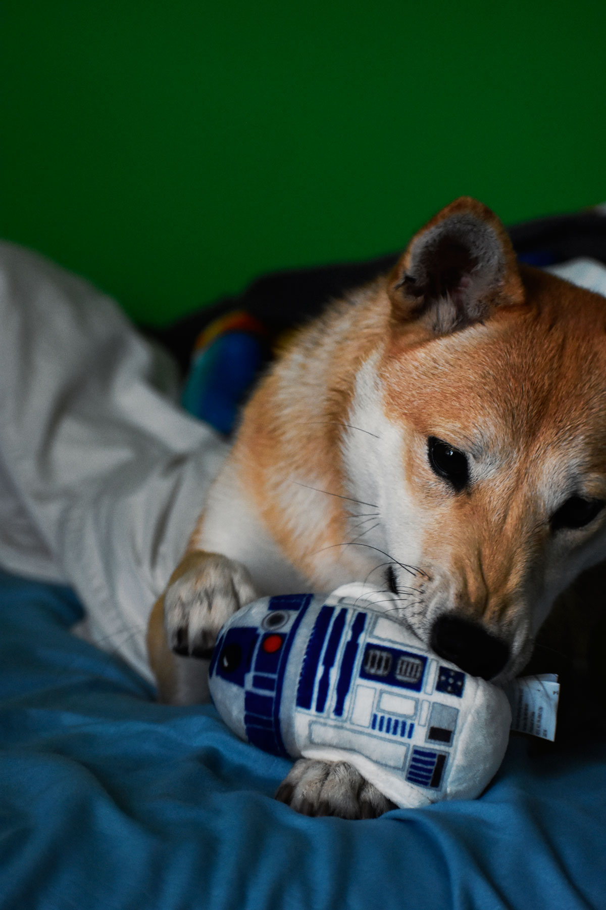 shiba inu biting a toy