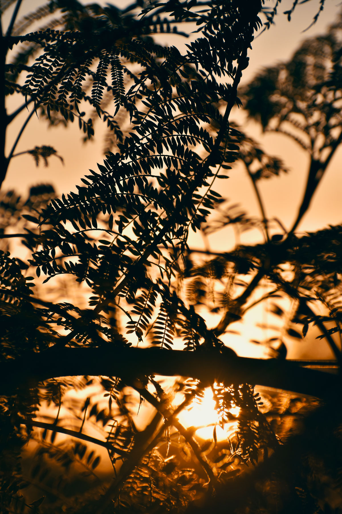 silhouette of leaves in front of sunset